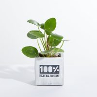 Small Concrete Planted Pot - Random Cactus