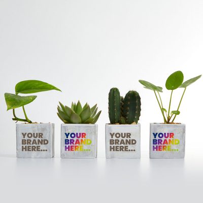 Small Concrete Planted Pot - Random Cactus - Image 4