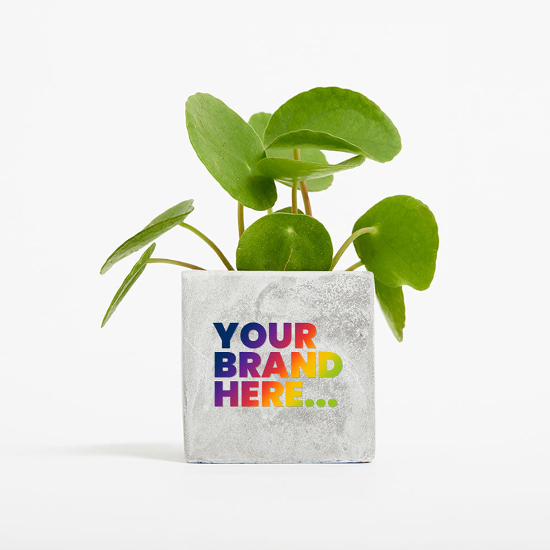 Small Concrete Planted Pot - Random Cactus - Image 2