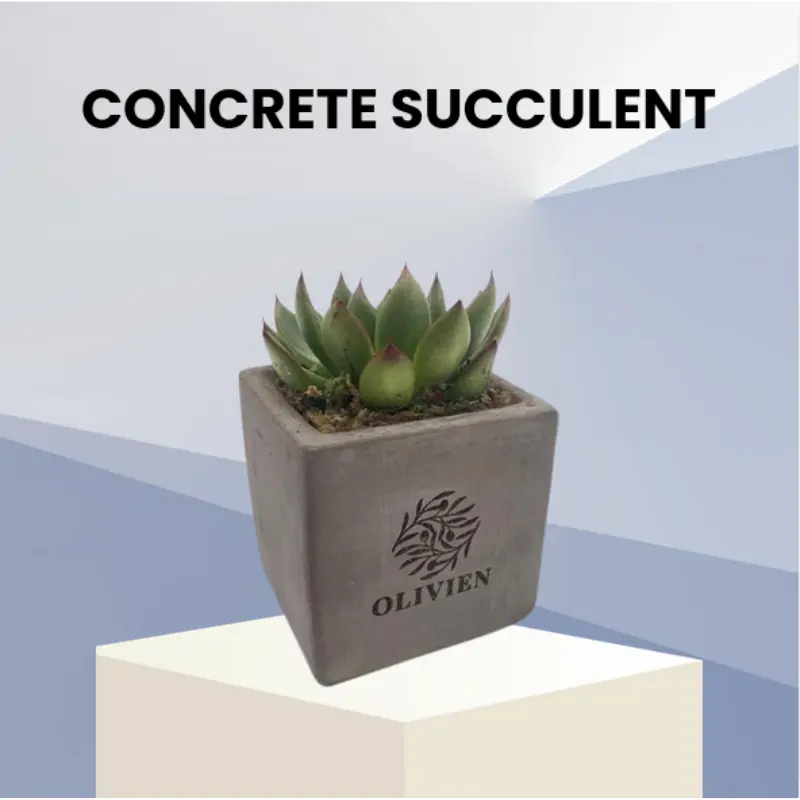 Cuboid concrete plant pot with growing succulent plant