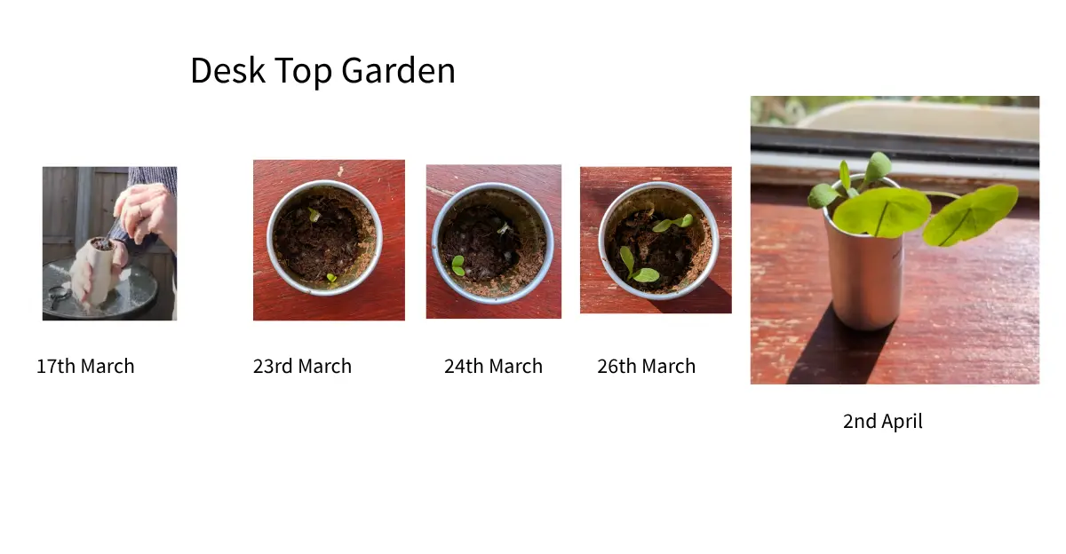 Shows the progress of a desktop garden from initial planting to day 12.